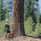 Mastering FSC Certified Wood in Green Building Forest Stewardship Council (FSC)