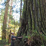 Sustainable Forest Management and FSC Certified Wood FSC Certified Wood